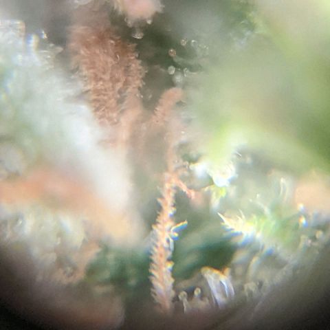 Cheese growlog timeline photo