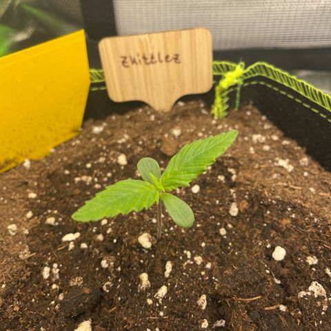 Zkittlez Auto growlog timeline photo