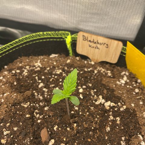Auto Blackberry Kush growlog timeline photo