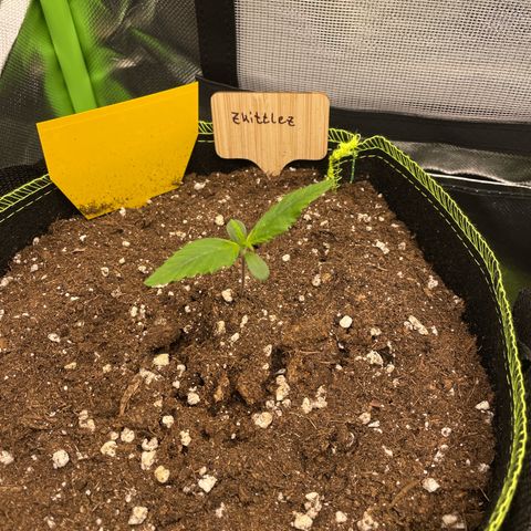 Zkittlez Auto growlog timeline photo