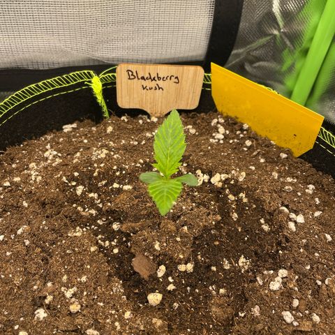 Auto Blackberry Kush growlog timeline photo
