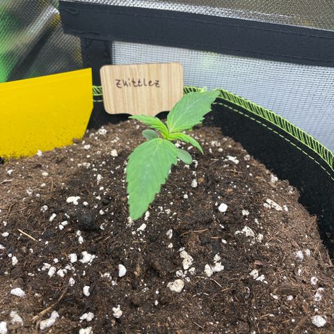 Zkittlez Auto growlog timeline photo