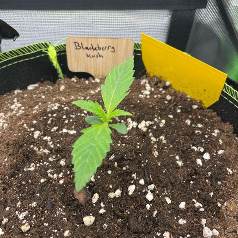 Auto Blackberry Kush growlog timeline photo
