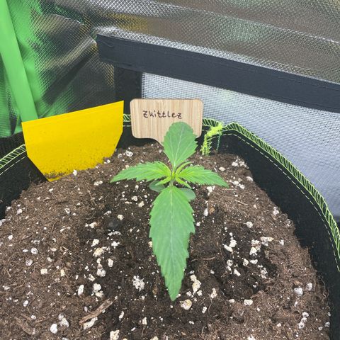 Zkittlez Auto growlog timeline photo