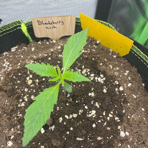 Auto Blackberry Kush growlog timeline photo