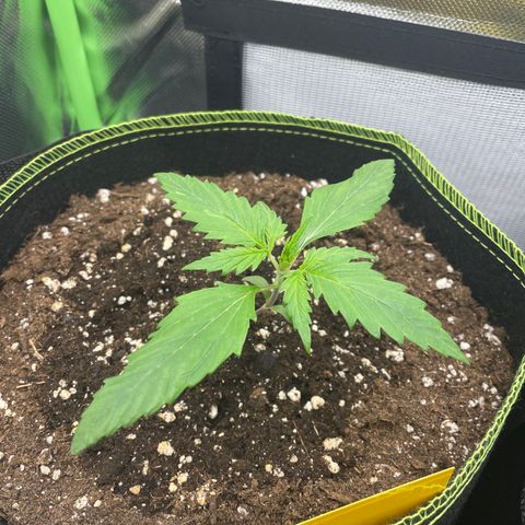 Zkittlez Auto growlog timeline photo