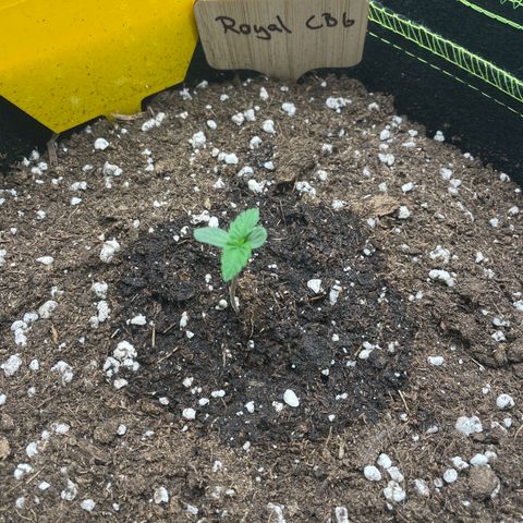 Royal CBG Automatic growlog timeline photo