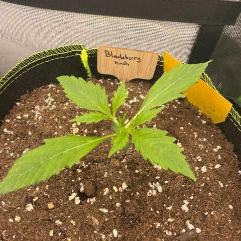 Auto Blackberry Kush growlog timeline photo