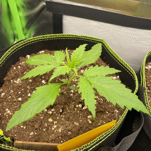 Zkittlez Auto growlog timeline photo