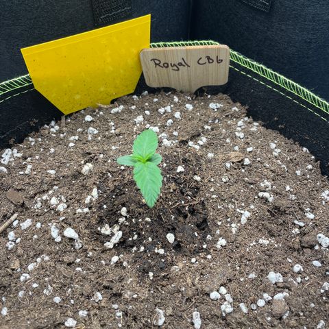 Royal CBG Automatic growlog timeline photo