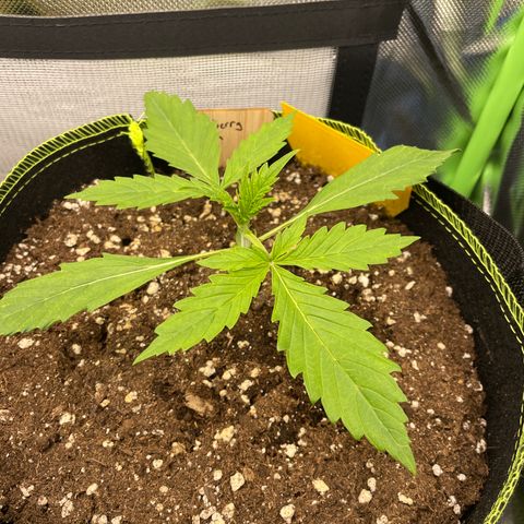 Auto Blackberry Kush growlog timeline photo