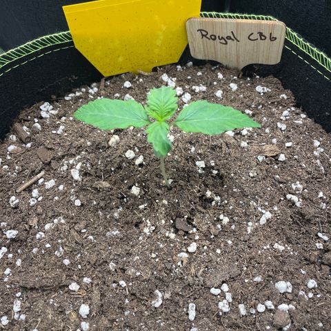 Royal CBG Automatic growlog timeline photo