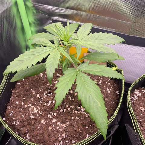 Zkittlez Auto growlog timeline photo