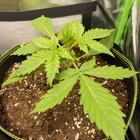 Auto Blackberry Kush growlog timeline photo