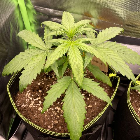 Zkittlez Auto growlog timeline photo