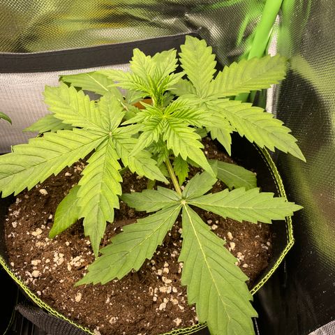 Auto Blackberry Kush growlog timeline photo