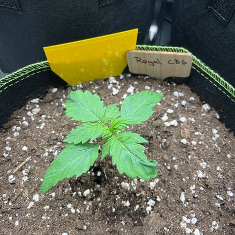 Royal CBG Automatic growlog timeline photo
