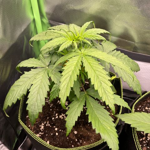 Zkittlez Auto growlog timeline photo