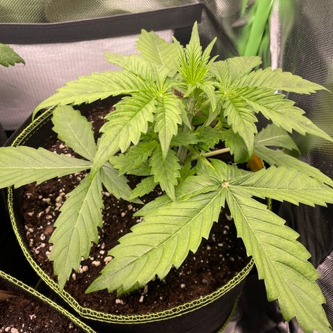 Auto Blackberry Kush growlog timeline photo