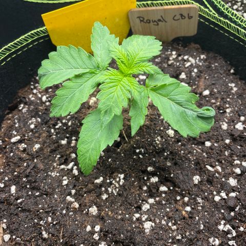 Royal CBG Automatic growlog timeline photo
