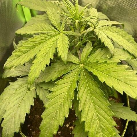 Zkittlez Auto growlog timeline photo