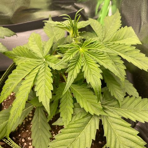 Auto Blackberry Kush growlog timeline photo