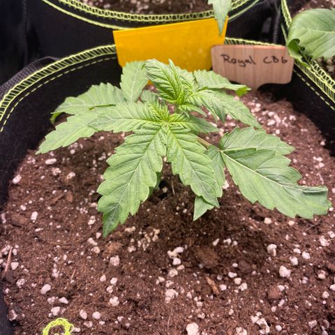 Royal CBG Automatic growlog timeline photo