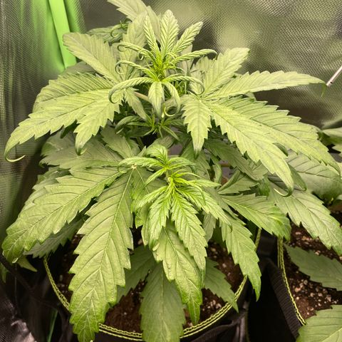 Zkittlez Auto growlog timeline photo