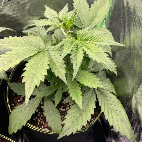 Auto Blackberry Kush growlog timeline photo