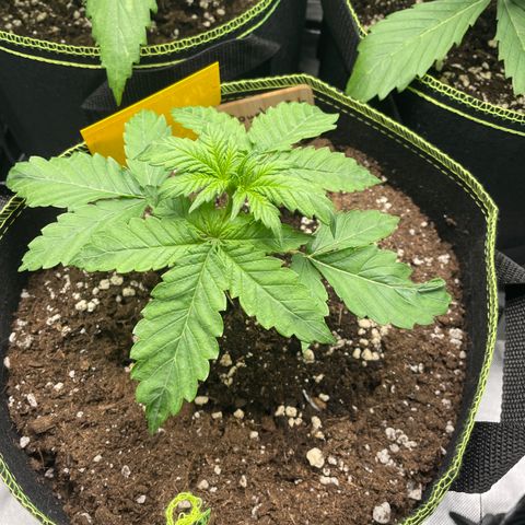 Royal CBG Automatic growlog timeline photo