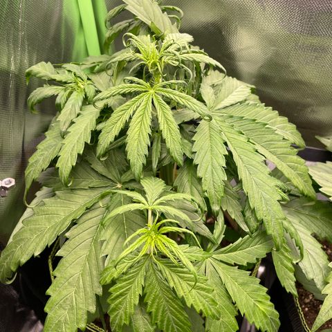 Zkittlez Auto growlog timeline photo