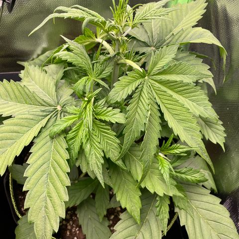 Auto Blackberry Kush growlog timeline photo