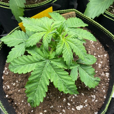 Royal CBG Automatic growlog timeline photo