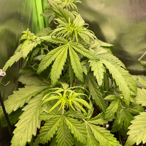 Zkittlez Auto growlog timeline photo