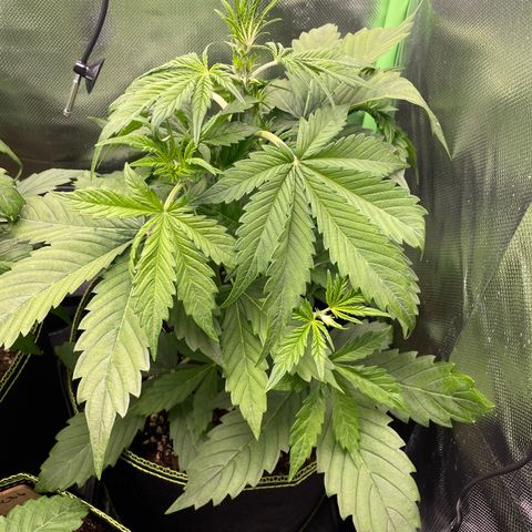 Auto Blackberry Kush growlog timeline photo
