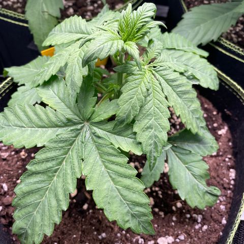 Royal CBG Automatic growlog timeline photo