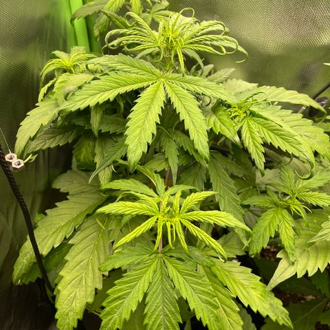 Zkittlez Auto growlog timeline photo