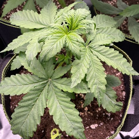 Royal CBG Automatic growlog timeline photo