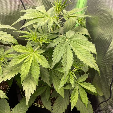 Auto Blackberry Kush growlog timeline photo