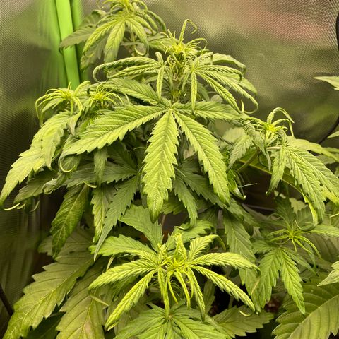 Zkittlez Auto growlog timeline photo