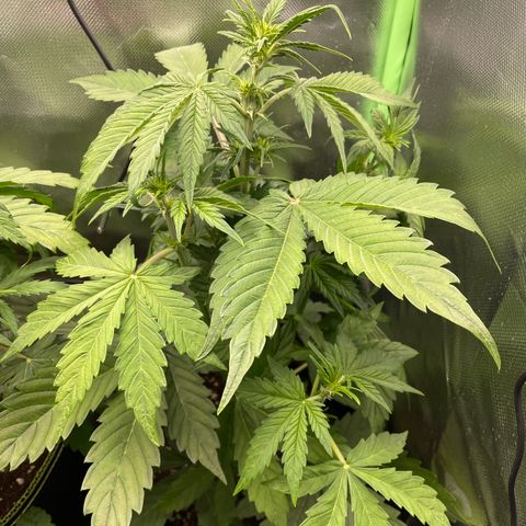 Auto Blackberry Kush growlog timeline photo