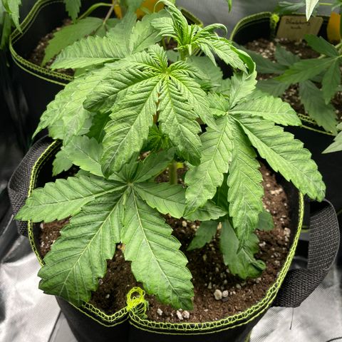 Royal CBG Automatic growlog timeline photo
