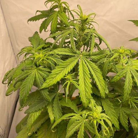 Zkittlez Auto growlog timeline photo