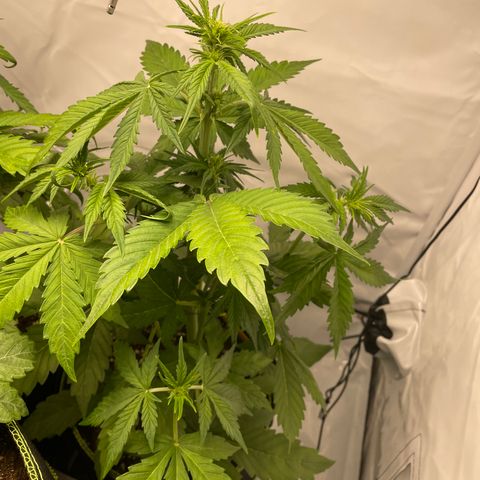 Auto Blackberry Kush growlog timeline photo