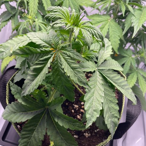 Royal CBG Automatic growlog timeline photo