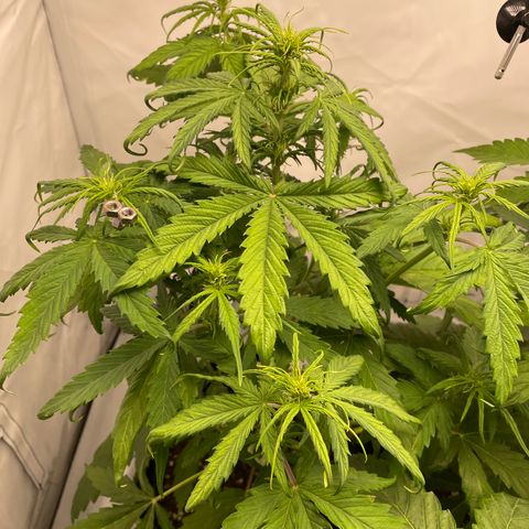 Zkittlez Auto growlog timeline photo