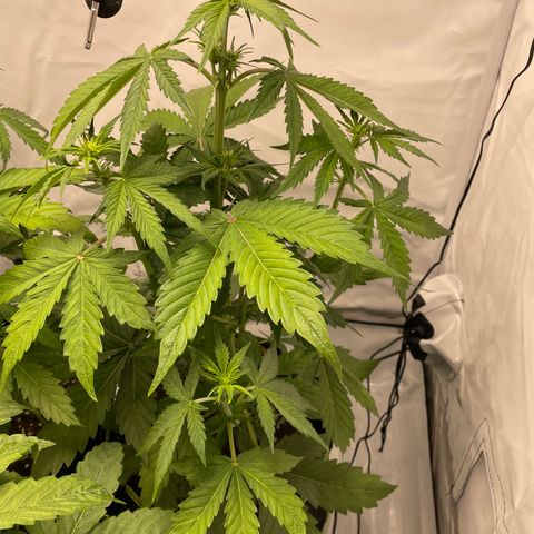 Auto Blackberry Kush growlog timeline photo