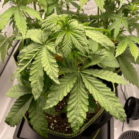 Royal CBG Automatic growlog timeline photo