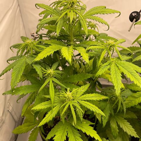 Zkittlez Auto growlog timeline photo