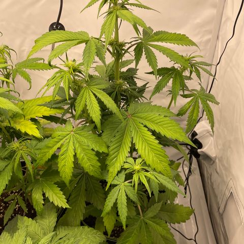 Auto Blackberry Kush growlog timeline photo